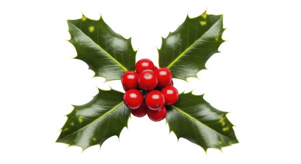 Christmas Holly Leaves with Red Berries on a Transparent Background PNG Image