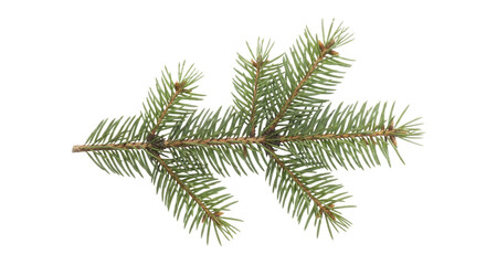 Fresh green spruce branch with needles and buds on a transparent background PNG image PNG file for holiday designs