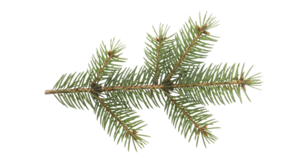 Fresh green spruce branch with needles and buds on a transparent background PNG image PNG file for holiday designs