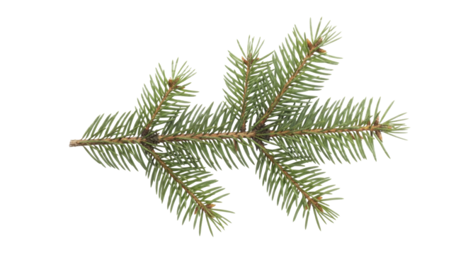 Fresh green spruce branch with needles and buds on a transparent background PNG image PNG file for holiday designs