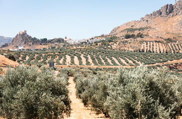 view to Luque village amidst olive groves, province of Cordoba, Andalusia, Spain
