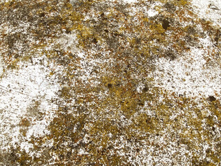 Natural grunge texture of porous stone surface with moss, lichen and white spots. Rough weathered abstract background