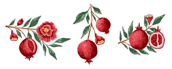 Pomegranate plant branch with fruit and flowers in red color. Botanical flat illustration