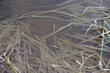 Overhead View of Submerged Reeds and Algae in Murky Pond Water