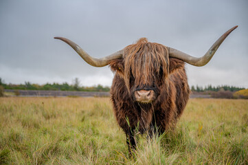 A Highland cow with long, shaggy fur and prominent horns stands in a grassy field under a cloudy sky, St Peter Ording, North sea, Germany