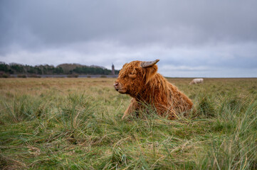 A Highland cow with shaggy fur sits in a grassy field under a cloudy sky, with a distant sheep grazing in the background, St Peter Ording, North sea, Germany