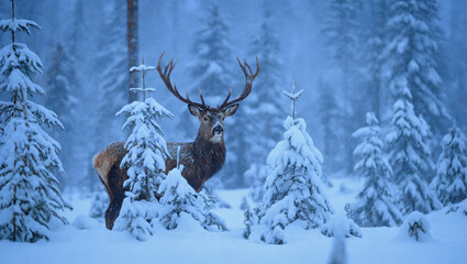Deer in a winter forest among snowdrifts