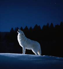 wolf howling at the moon