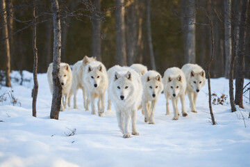 A pack of white wolves in the snow