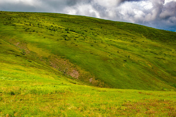 Obraz premium Mountains and valley covered with grass and flowers. Summer in Carpathians, Ukraine