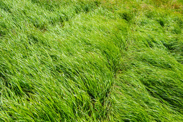 Green carpet of grass in the Carpathian Mountains, Ukraine