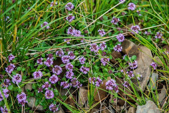 Thyme grows in the Carpathian Mountains, Ukraine