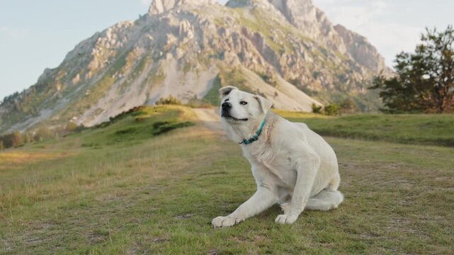 A large white dog sits in the grass with a bright mountain range in the background. Captured in 4K, this frame shows calmness in a natural setting.