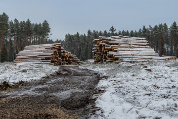 Stacks of Snow-Covered Timber Logs in Winter Forest Clearing