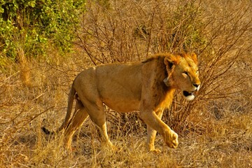 Up-close Single Lion Walking 