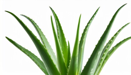 Obraz premium Aloe Vera Plant Isolated On Transparent Background