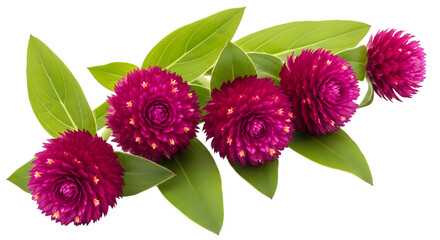 Vibrant magenta globe amaranth flowers with green leaves, isolated on transparent background