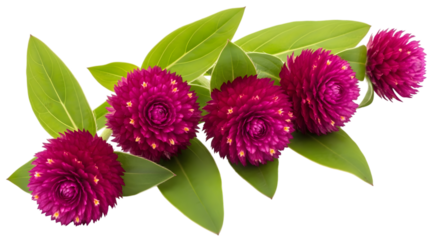 Vibrant magenta globe amaranth flowers with green leaves, isolated on transparent background