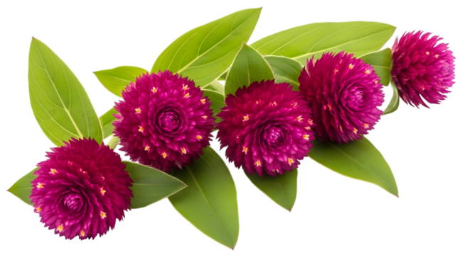 Vibrant magenta globe amaranth flowers with green leaves, isolated on transparent background