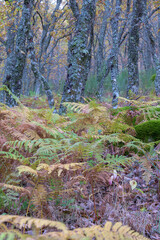Vertical Forest Landscape with Autumn Ferns and Lichen Covered Trunks