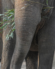 Elephant holding fern branches with its trunk

