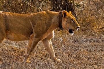 Lioness face portrait in the wild