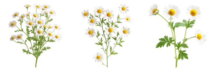 A trio of chamomile flower bouquets that look fresh and inviting. The flowers are in full bloom and the petals have a bright white hue, perfect for bringing a feeling of calm. 