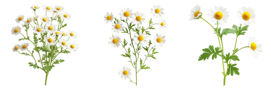 A trio of chamomile flower bouquets that look fresh and inviting. The flowers are in full bloom and the petals have a bright white hue, perfect for bringing a feeling of calm. 