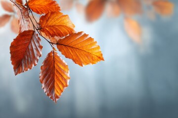 In a serene outdoor setting, beautiful autumn leaves glow with warm sunlight during the golden hour