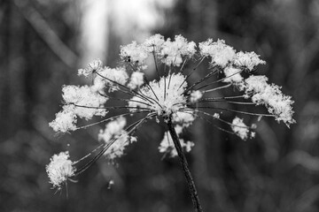 Snow-Covered Dried Wildflower in Black and White Winter Macro