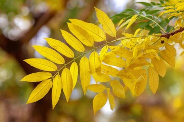 Autumn leaves of vibrant yellow delicately hang from the branches in a serene and natural outdoor setting