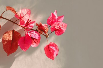 Bougainvillea leaves shining brightly in the warm sunlight of a peaceful garden