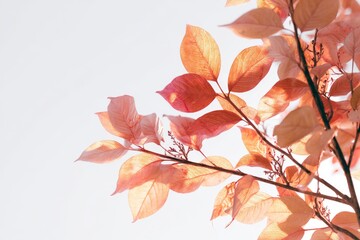 Nature's beauty is exemplified by the display of colorful autumn leaves in warm tones during the fall