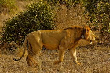 Male Lion with Mane Watches the prey, Tsavo East National Park