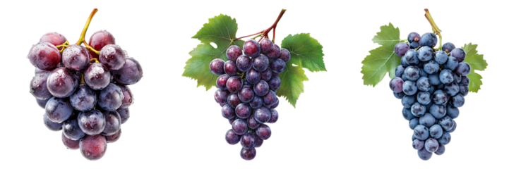 Three bunches of vibrant grapes with lush green leaves. The close-up view of grapes is juicy and fresh.