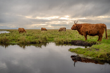 A group of Highland cattle graze peacefully on a grassy field near a calm body of water under a cloudy sky, St Peter Ording, North sea, Germany