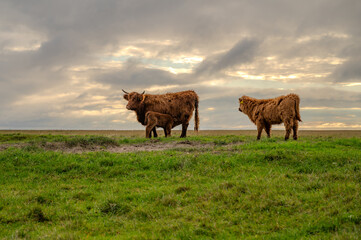 A family of yaks stands in a grassy field under a cloudy sky, with one adult and a calf nearby, St Peter Ording, North sea, Germany