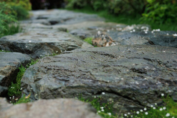close-up of a stone path in the forest. Beautiful natural background.