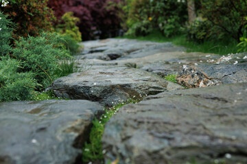 close-up of a stone path in the forest. Beautiful natural background.