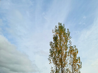 Top of a single poplar reaching high into a cloudy sky during autumn 