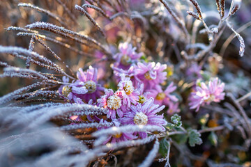 Chrysanthemum covered with ice. Snowy winter garden. Flowerbed with Verbena Hastata seed heads and frozen flowers.