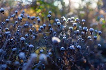 Snowy winter garden. Close up of frozen helenium seed heads. Flowerbed with perennial plants covered with ice.