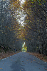 Obraz premium Vertical View of Wet Asphalt Road Covered in Fallen Autumn Leaves