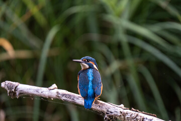 Common Kingfisher Perched — Bodensee Wetlands