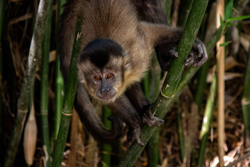 Macaco-prego (Sapajus nigritus) no Horto Florestal de São Paulo