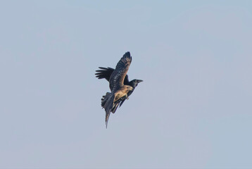 カラスにモビングされるトンビ