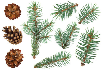 Collection of pine cones and evergreen fir branches isolated on transparent background, perfect for Christmas, winter decorations, natural designs, and festive holiday compositions. PNG