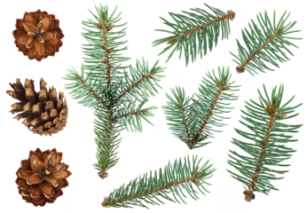Collection of pine cones and evergreen fir branches isolated on transparent background, perfect for Christmas, winter decorations, natural designs, and festive holiday compositions. PNG