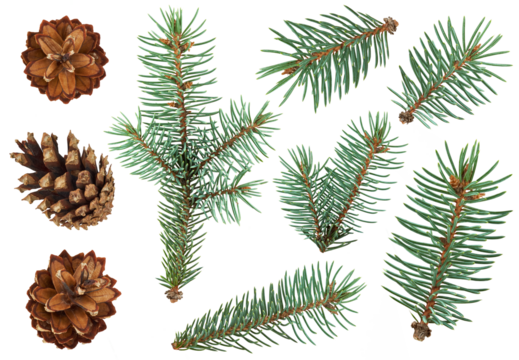 Collection of pine cones and evergreen fir branches isolated on transparent background, perfect for Christmas, winter decorations, natural designs, and festive holiday compositions. PNG
