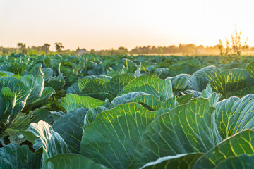 Cabbage field bathed in golden light during sunrise in the countryside